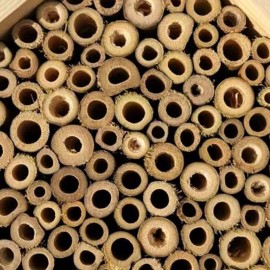 intérieur de la Ruche en bois massif pour abeilles